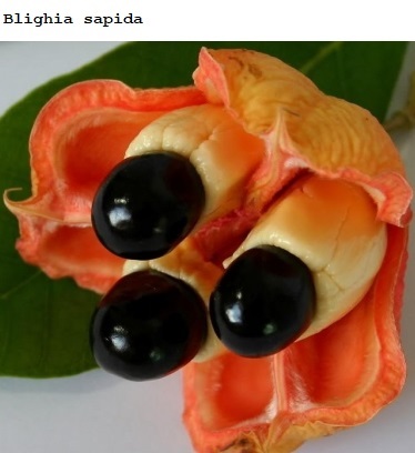See diagram: (Blighia sapida)