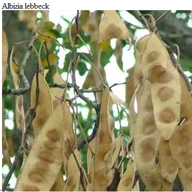 See diagram: Albizia lebbeck