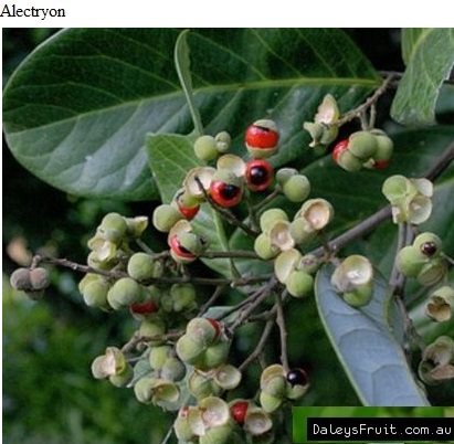See diagram: Alectryon coriaceus, Daleys Fruit Trees