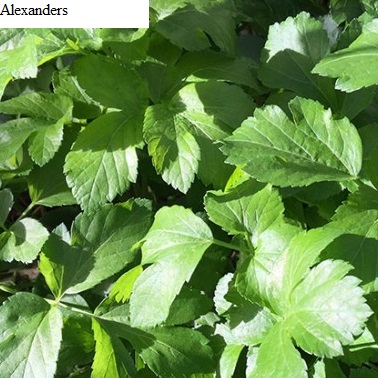 See diagram: Alexanders