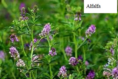 See diagram: Alfalfa
