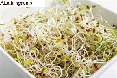 See diagram: Alfalfa sprouts