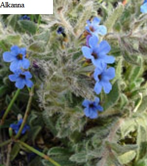 See diagram: Alkanna tinctoria