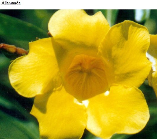 See diagram: Allamanda