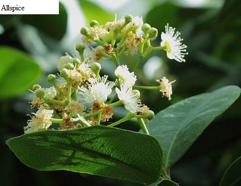 See diagram: Allspice