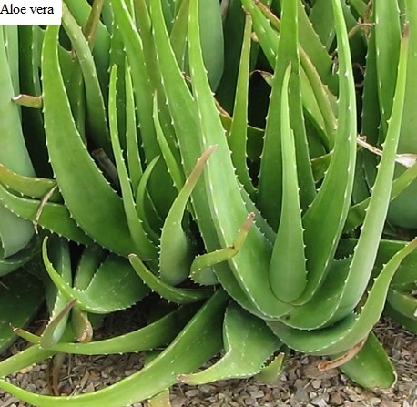See diagram: Aloe vera