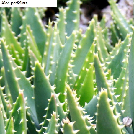 See diagram: Aloe perfoliata.