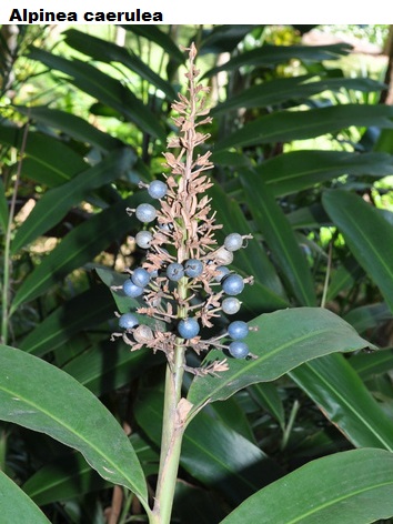 See diagram: Alpinia caerulea.