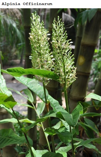 See diagram: Alpinia officinarum.