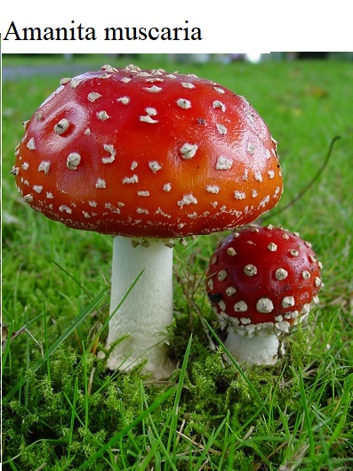 See diagram: (Amanita muscaria)