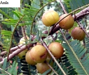 See diagram: Amla
