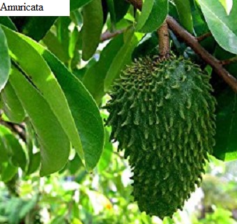 See diagram: (Annona muricata)