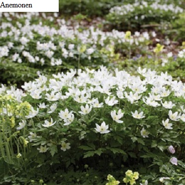 See diagram: Anemone nemorosa