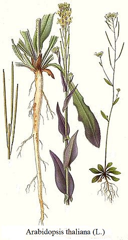 See diagram: (Arabidopsis thaliana L.)