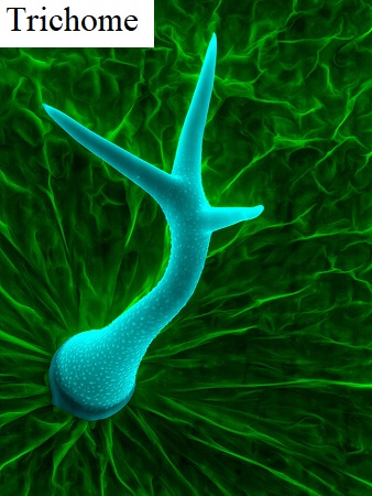 See diagram: Trichome