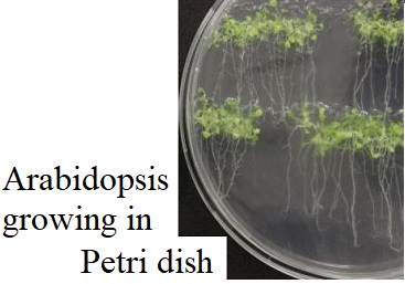 See diagram: Arabidopsis growing in Petri dish