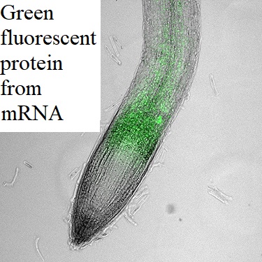 See diagram: Green fluorescent protein from mRNA