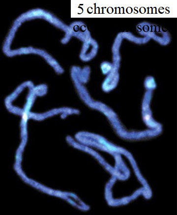 See diagram: 5 chromosomes