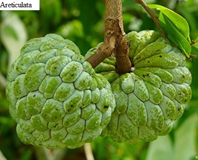 See diagram: (Annona reticulata)