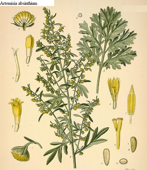 See diagram: (Artemisia absinthiun)