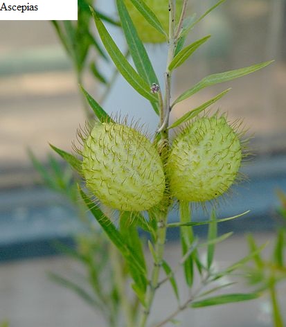 See diagram: Asclepias