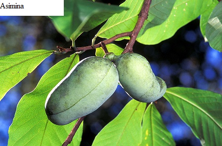 See diagram: Asimina