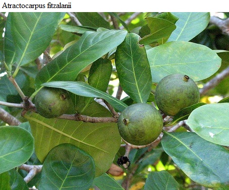 See diagram: (Atractocarpus fitzalanii)