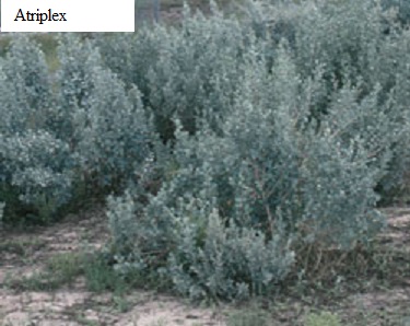 See diagram: Atriplex