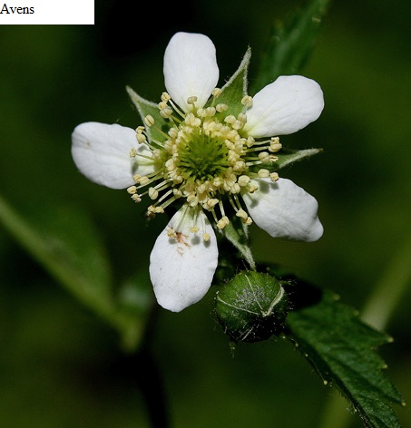See diagram: Avens