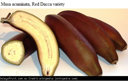 See diagram Bananadacca: Red Dacca variety