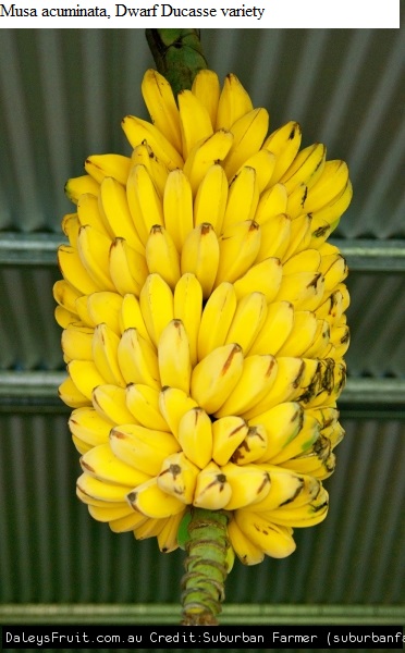 See diagram Bananadwarf: Dwarf Ducasse variety