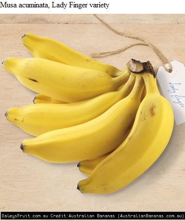 See diagram Bananalady: Lady Finger variety