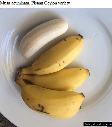 See diagram Bananapisang: Pisang Ceylon variety