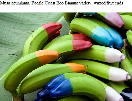 See diagram Bananawax: "Eco bananas"
