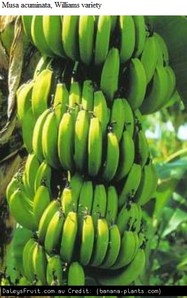 See diagram Bananawilliams: Williams variety