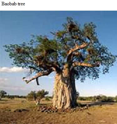 See diagram: Baobab tree.