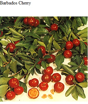 See diagram: Barbados cherry
