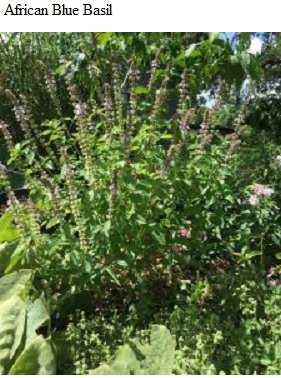 See diagram: African blue basil