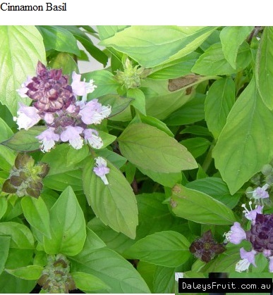 See diagram: Cinnamon basil