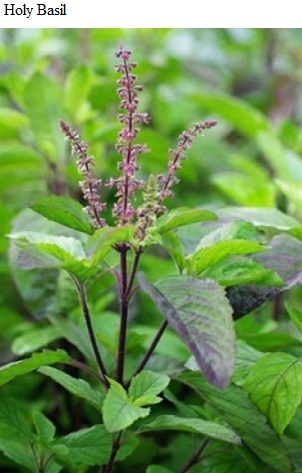 See diagram: Holy basil