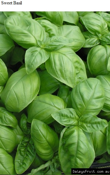 See diagram: Sweet Basil