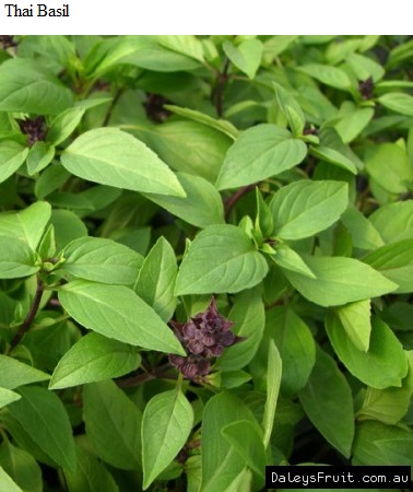See diagram: Thai basil
