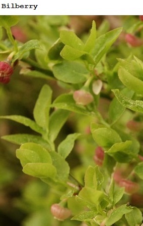 See diagram: Bilberry