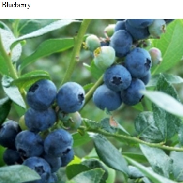 See diagram: Blueberry