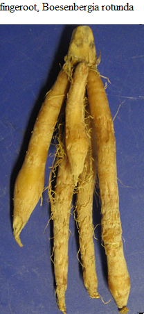 See diagram: fingeroot, (Boesenbergia rotunda)