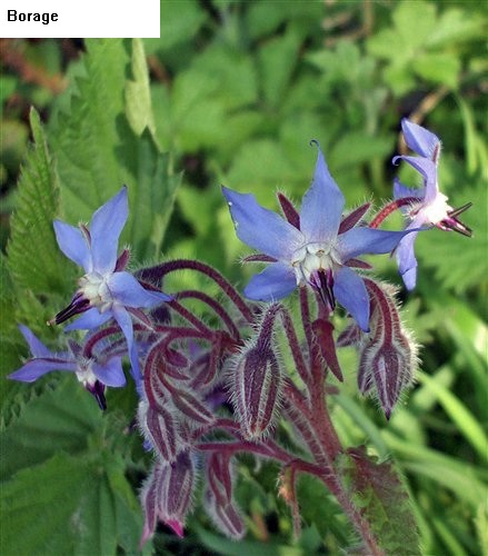 See diagram: Borage