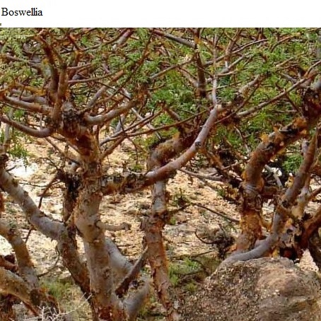 See diagram: Boswellia