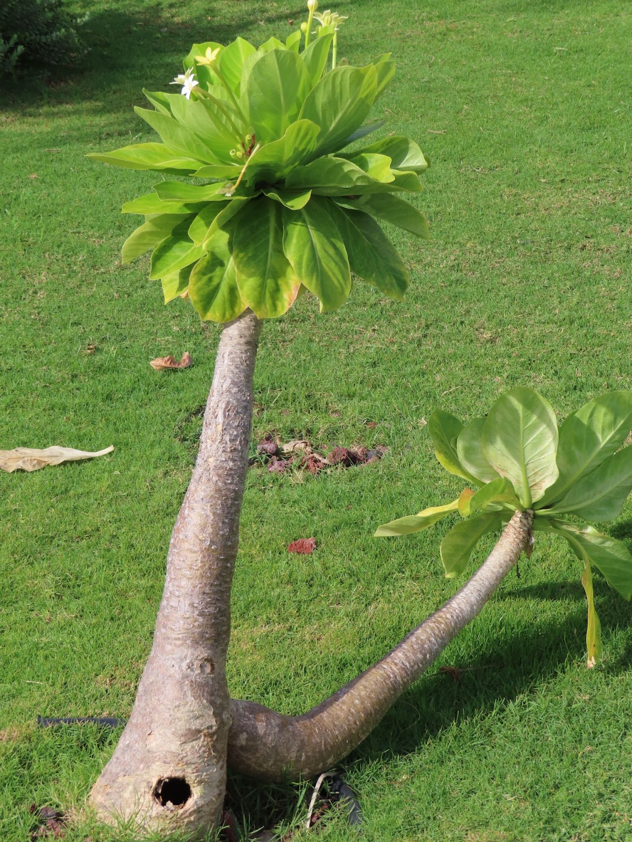 See diagram: (Brighamia insignis), with rat hole below