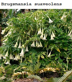 See diagram: (Brugsmansia suaveolens)