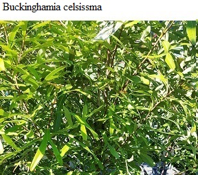See diagram: (Buckinghamia celsissima)